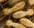 Термиты выглядят как белые муравьи